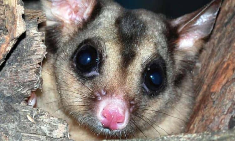 Island hideaway: has the endangered mahogany glider found a new home off the Great Barrier Reef?
