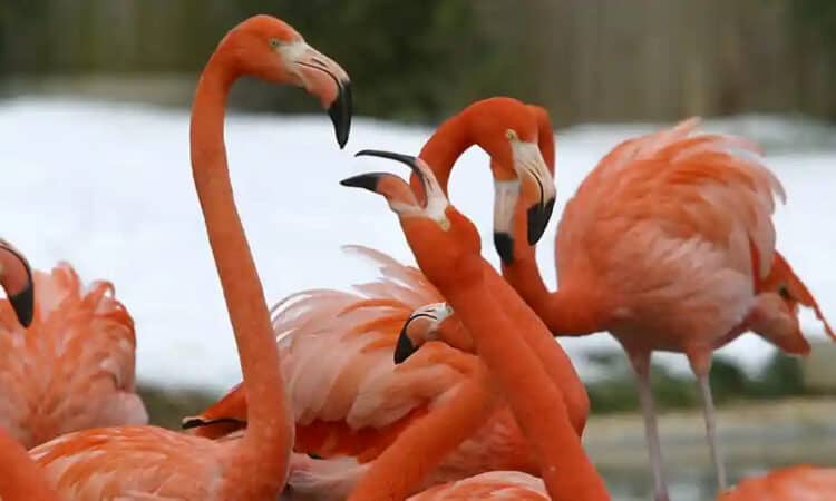 Flamingoes at the National zoo. Photograph: Robyn Beck/AFP/Getty Images