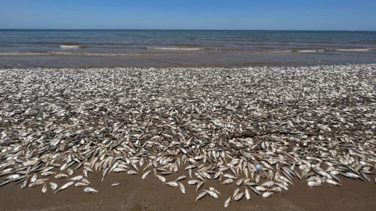 Dead fish are washed up on the shore at Quintana Beach County Park in Quintana, Texas, on Friday, June 9.