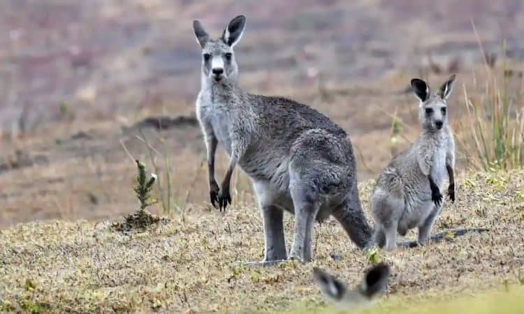 Baby girl suffers serious head wounds during vicious kangaroo attack