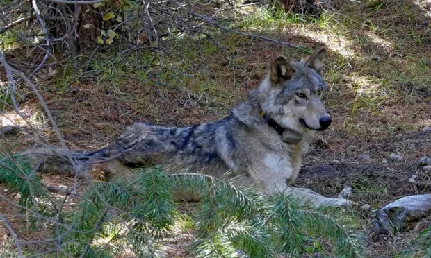 A gray wolf from a pack in Oregon. Numbers in the state have risen slowly to 175 by the end of last year. Photograph: AP