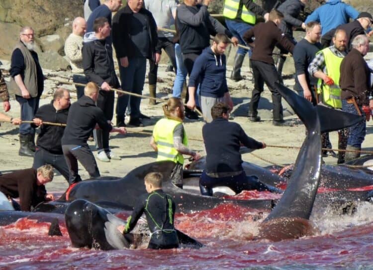 Once helplessly stranded, the whales are subjected to complete chaos, commotion, and yelling as hunters start the practice of dragging them ashore. Imagine the terror these highly social and complex beings go through as the entire pod is being demonished in a tremendous bloodbath. Credit: Ingi Sørensen