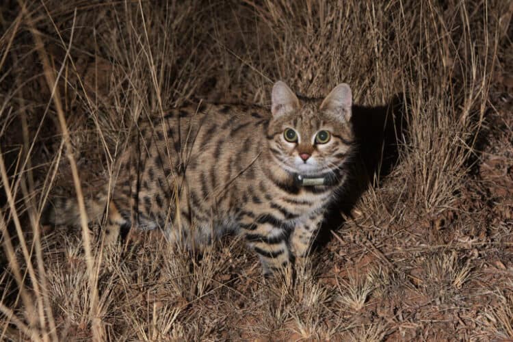 Despite more research attention, the rare black-footed cat’s future remains uncertain. Image by Alex Sliwa.