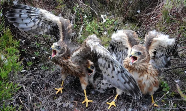 One-month-old hen harrier chicks that fledged in England this year. Photograph: Owen Humphreys/PA