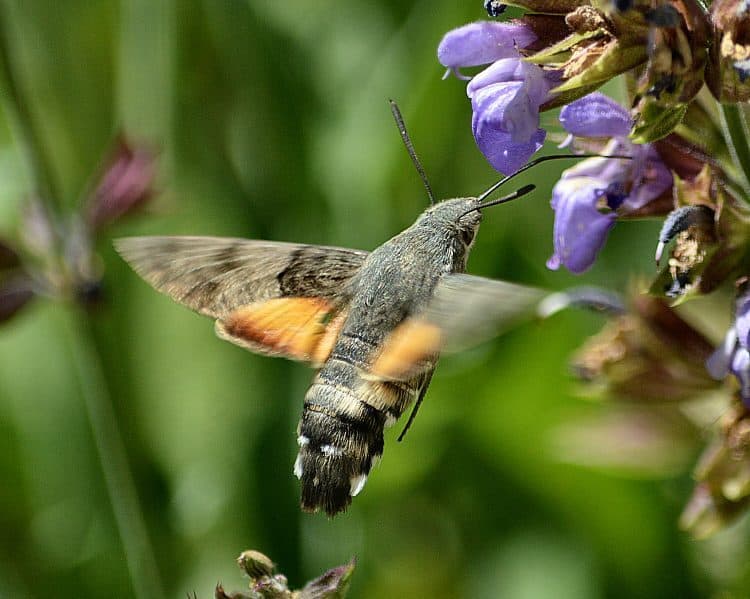 pellucid hawk moth looks like hummingbird