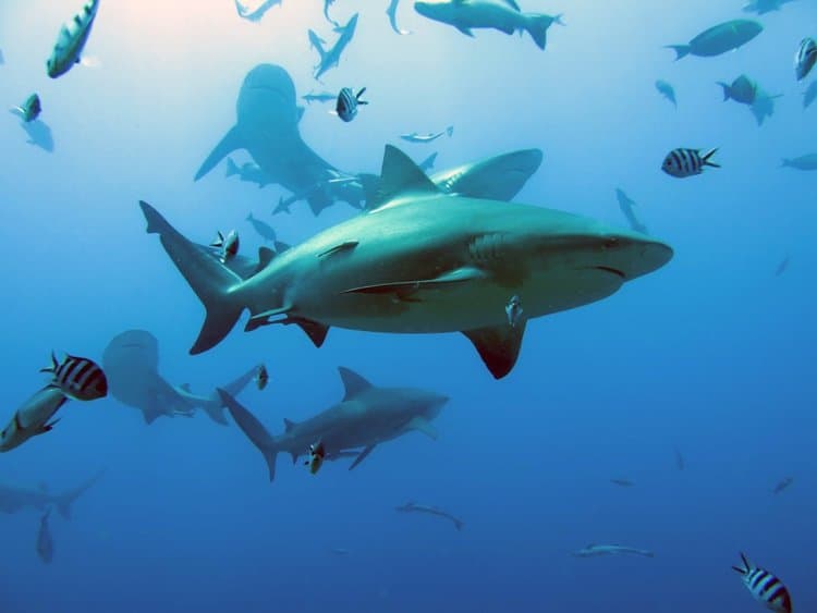 Almost two out of every three shark or ray species living in coral reefs are at risk of disappearing from the world forever