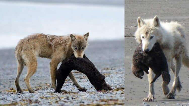 Wolves (Canis lupis) have been observed hunting sea otters along Alaska's coast since 2016. (Image credit: Landon Bazeley/Kelsey Griffin)