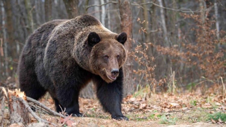 26 Grizzlies Captured, 18 Euthanized in Wyoming Last Year