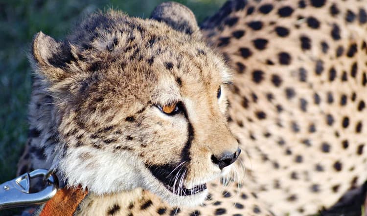 Call of the wild proves costly as Saudi Arabia takes aim at exotic pets