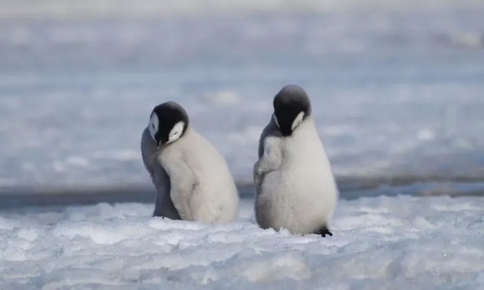 Why thousands of emperor penguin chicks in Antarctica died in the 2022 breeding season – video