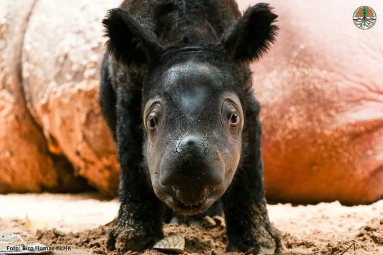 Indonesia teams up with Germany on Sumatran rhino breeding efforts