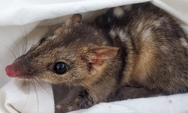 Northern quolls are the largest mammals to exhibit semelparity, meaning the creatures die after they first reproduce. Photograph: Kaylah Del Simone/University of Queensland/AFP/Getty Images
