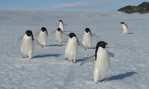 Monitoring has revealed a 43% drop over a decade in the number of Adélie penguins breeding across 52 islands near the Mawson research station. Photograph: Australian Antarctic Division