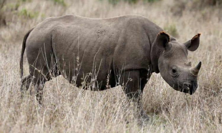 South Africa has given permission to hunt 10 critically endangered black rhinoceros. Photograph: Baz Ratner/Reuters