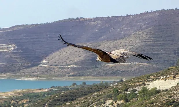 A Griffon vulture flies after being released from a holding pen in the highlands of Limassol, Cyprus. Photograph: Peter Martell/AFP/Getty Images