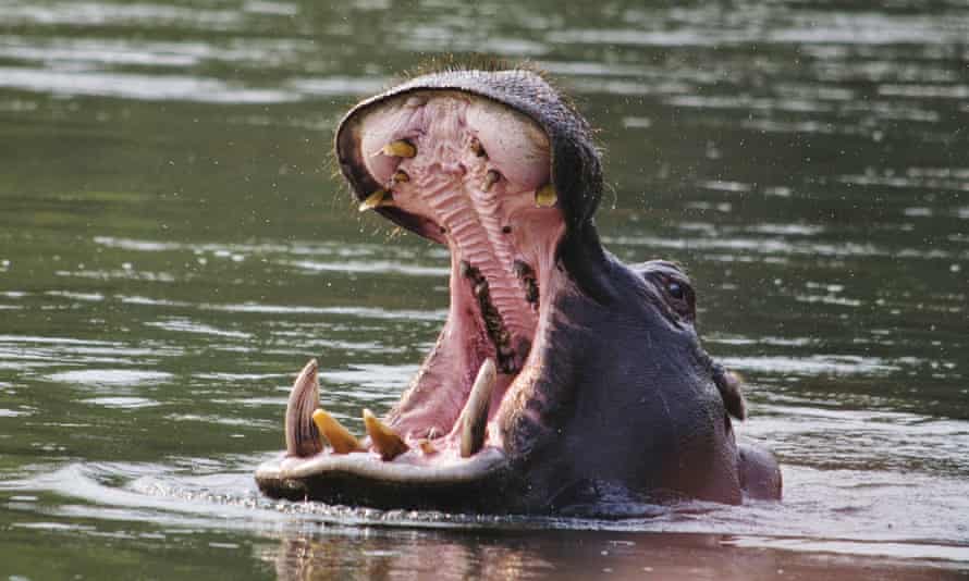 ‘It grabbed my leg and pulled me straight down’ … a hippopotamus in the Zambezi River. Photograph: Blaz Accetto/Getty Images/EyeEm