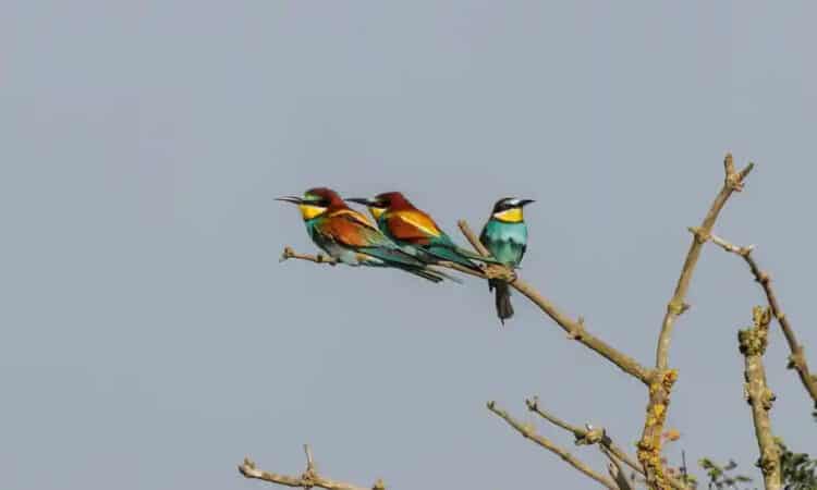 The breeding of rainbow-hued bee-eaters along the Norfolk coast shows the climate emergency has reached Britain