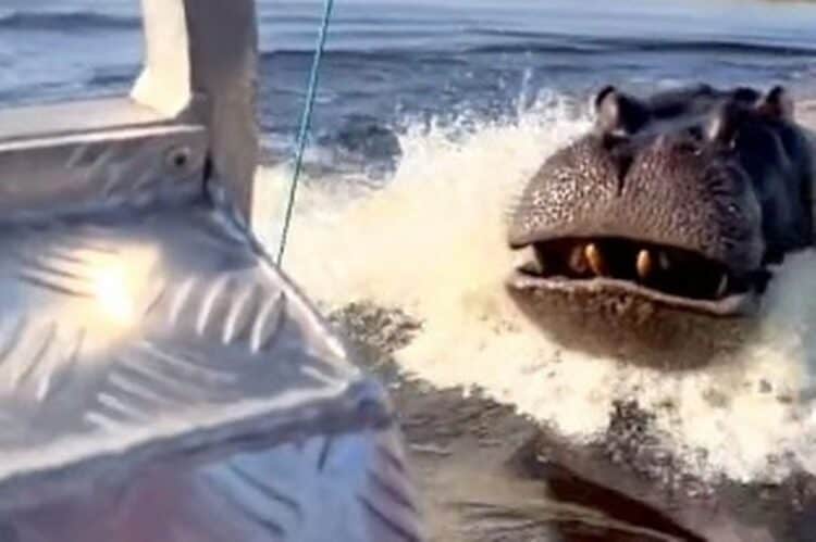 An angry hippo was seen just inches away from a boat crammed with tourists (Image: Twitter/30sectips)