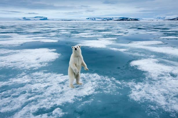 The US Geological Survey found that the risk of polar bear attacks has increased in recent years in Alaska (stock) (Image: Getty Images)