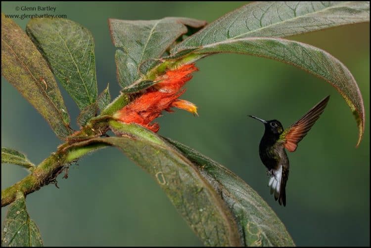 Black-bellied Hummingbird (Eupherusa nigriventris)