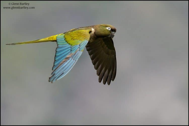Burrowing Parakeet(Cyanoliseus patagonus)