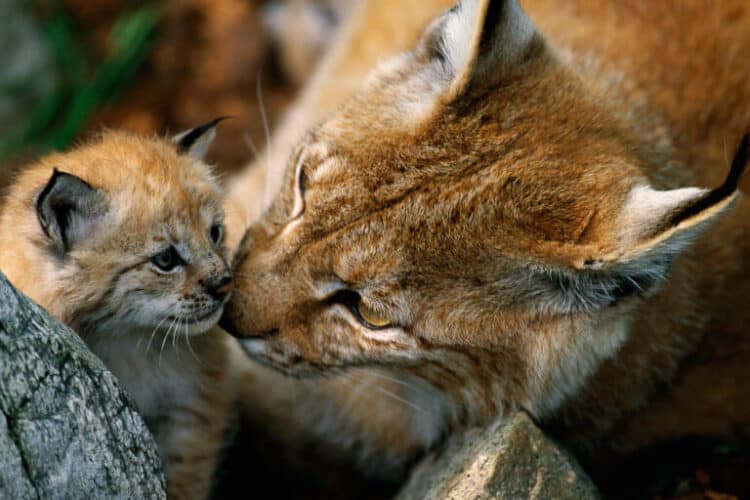 The Eurasian lynx is among the many native species being reintroduced in Europe. There’s great debate among scientists as to how much wildlife reintroductions can contribute to forest carbon sequestration. Image courtesy of Staffan Widstrand/Rewilding Europe.