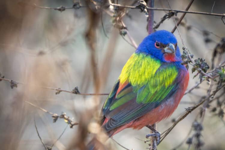 New study offers answers for why tropical birds are more colorful