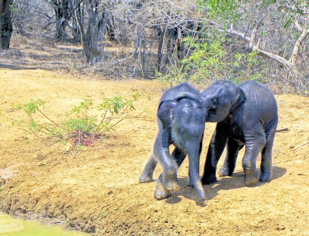 Baby Elehants