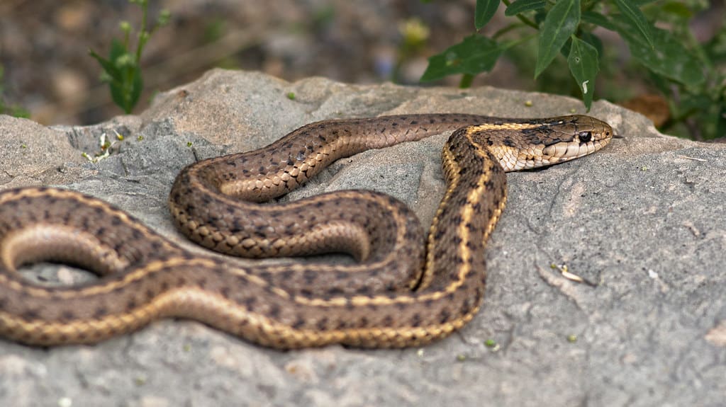 3 Reasons a Snake in the Yard Might Be a Good Thing