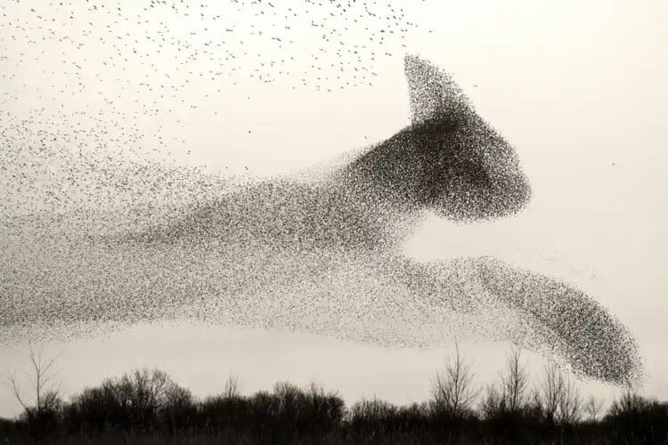 The shape of a cat appears in this murmuration. Photograph: Søren Solkær