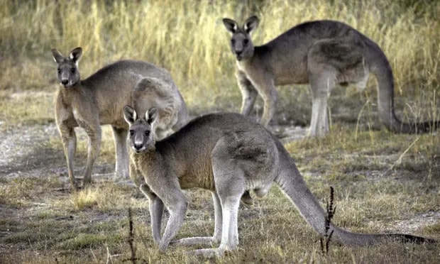 Victoria approves cull of 50,000 more kangaroos than last year despite unknown flood impact