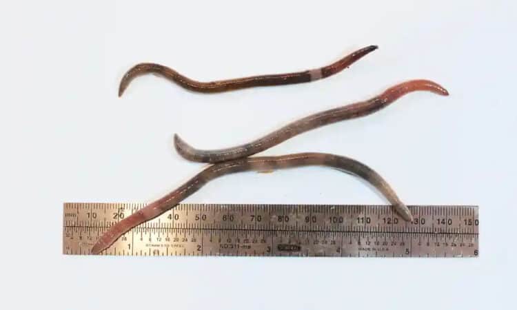‘Extremely active’ jumping worms that can leap a foot raise alarm in California