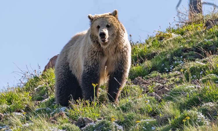 Kleptoparasitic bear steals wolves’ kill in filmed Yellowstone drama