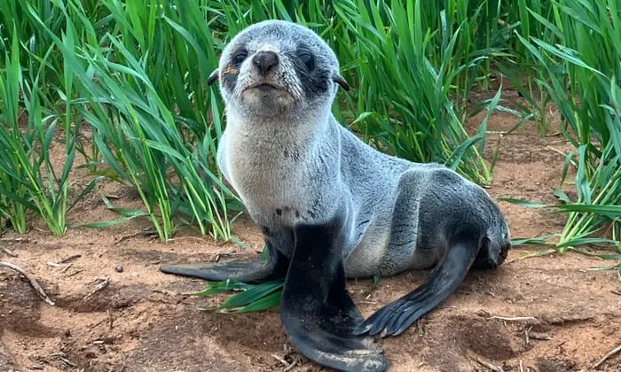 Baby seal discovered in wheat crop three kilometers inland in South Australia