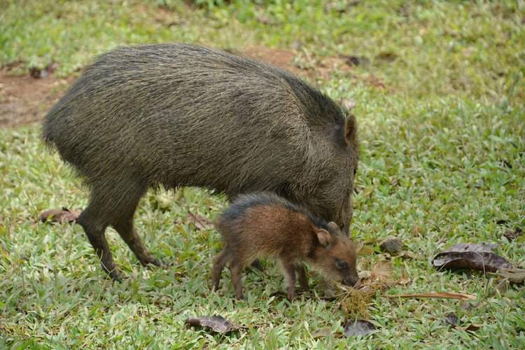A family of peccaries (Tayassu pecari), which are also hunted alongside tapirs. Image by sharloch via Flickr (CC BY-NC-ND 2.0).
