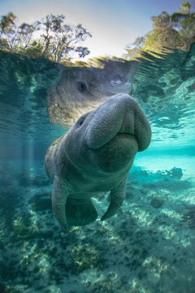 ‘There is something about the Florida manatee … there’s a reason why it’s a keystone iconic species for the state’ – Ragan Whitlock. Photograph: tobiasfrei/Getty Images/iStockphoto