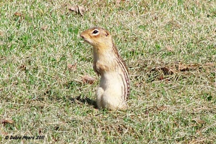 13 Lined Ground Squirrel