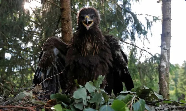 Can AI stop rare eagles flying into wind turbines in Germany?