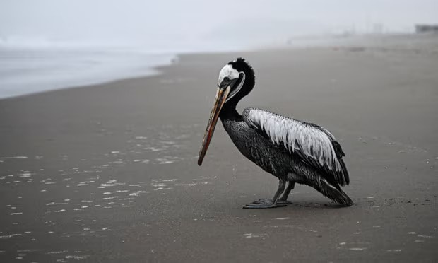 A pelican thought to be stricken with bird flu on a beach in Lima, Peru. Photograph: Ernesto Benavides/AFP/Getty Images