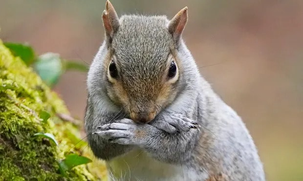 UK Research has shown that grey squirrel numbers can be effectively controlled using oral contraceptives