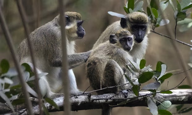 A group of vervet monkeys in Florida. The Sint Maarten monkeys have been blamed for eating crops, destroying gardens and acting aggressively. Photograph: Rebecca Blackwell/AP