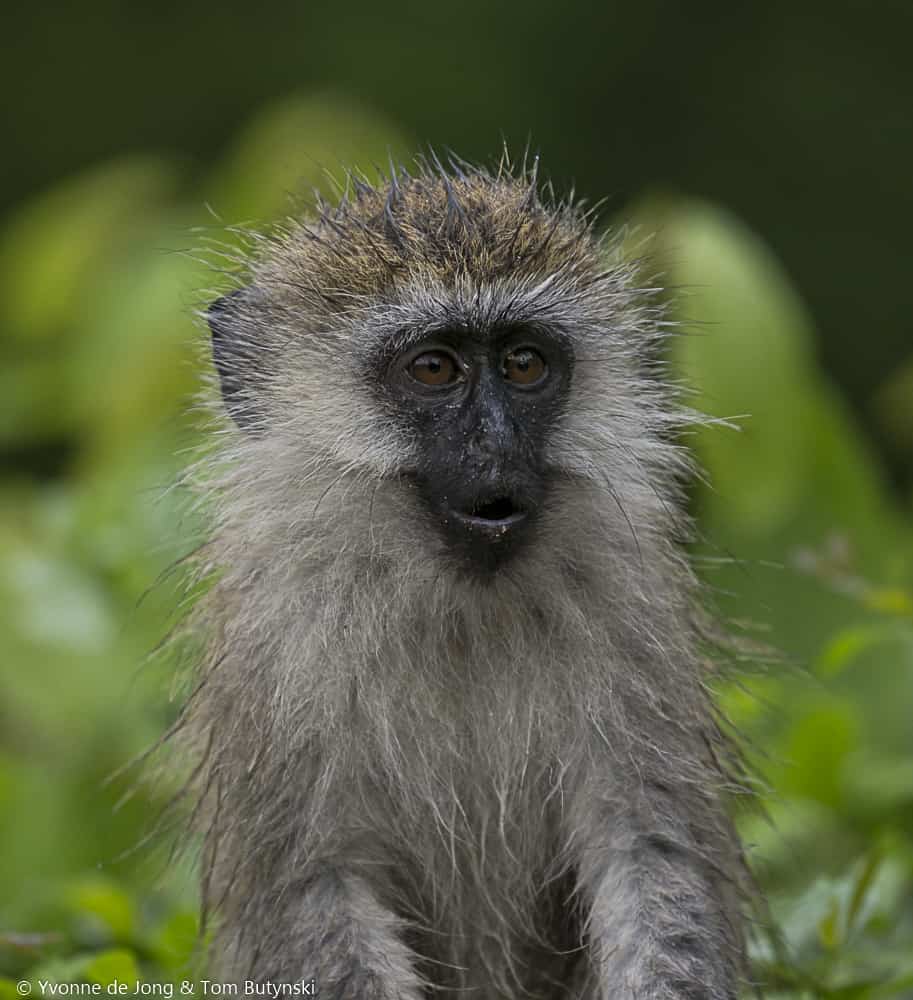 Young Vervet Monkey Discovering the Rains