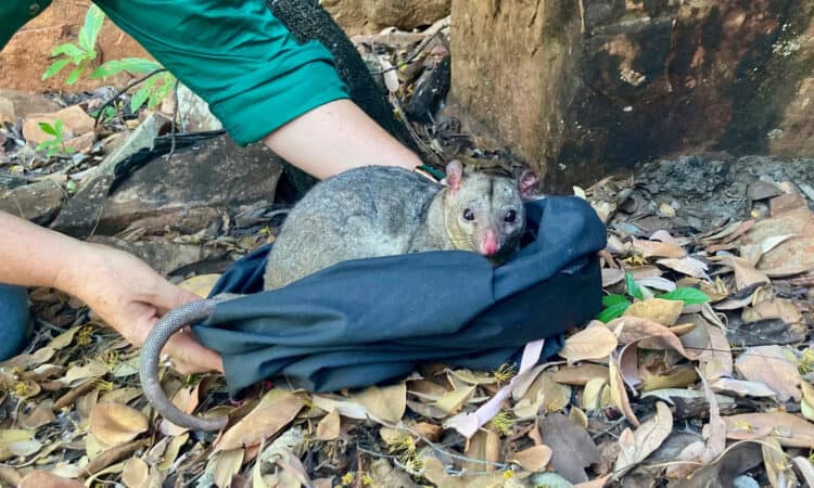 A scaly-tailed possum caught at Bullo River Station in the Northern Territory is the most easterly record of the species in Australia. Photograph: C Nest/Australian Wildlife Conservancy