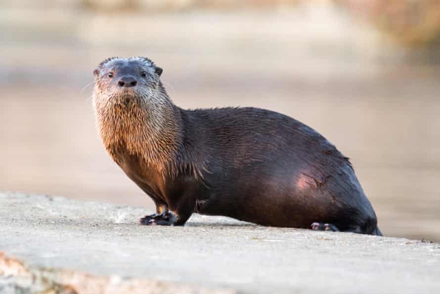 ‘I had never thought they would attack anyone’ … a river otter. Photograph: Jouko van der Kruijssen/Getty Images