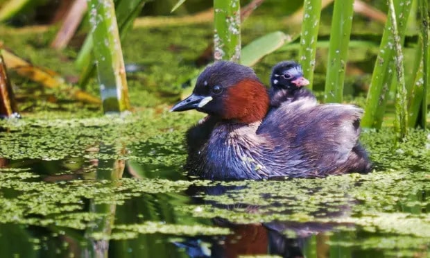 A little grebe with breeding plumage and a young passenger. Photograph: David Howarth/GuardianWitness