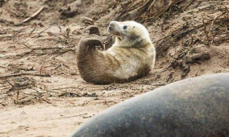 ‘It is phenomenal’: Farne Islands seal numbers expected to reach new high