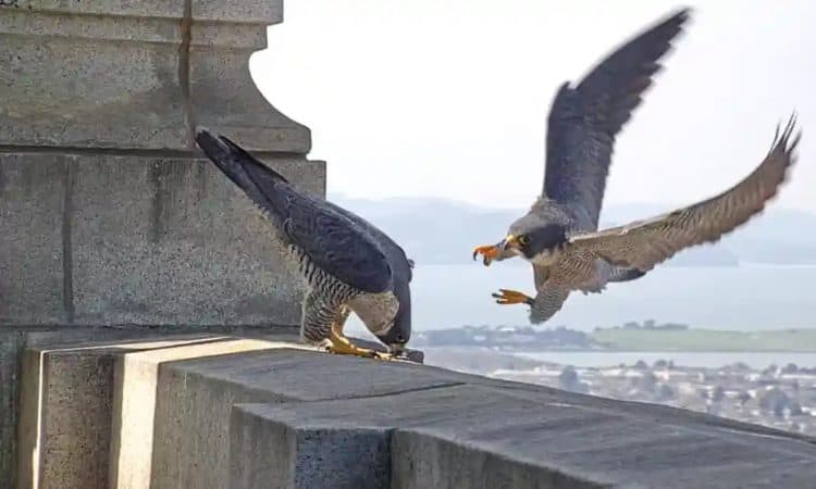 Annie and Grinnell captured the hearts of thousands of viewers. Photograph: Cal Falcons