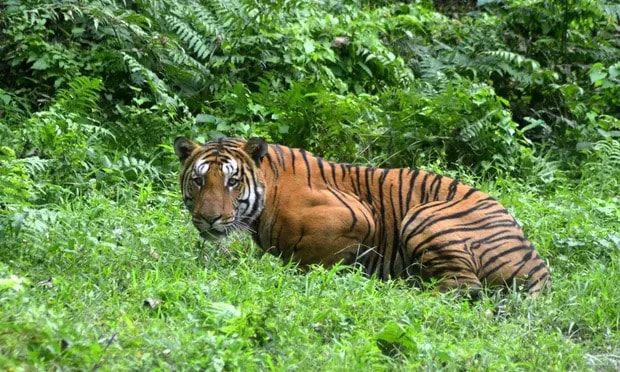 A Royal Bengal tiger in Kaziranga national park in Assam, India. Photograph: AFP/Getty Images
