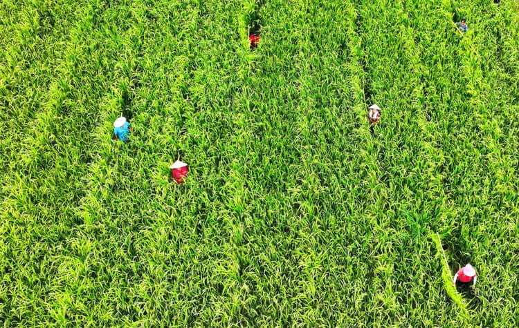 Farmers pollinating rice by hand in China’s Guizhou province. Poor pollination can lead to hundreds of thousands of excess deaths, a study found. Photograph: Yang Wenbin/Shutterstock