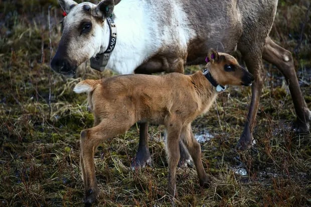 A mother and her newborn calf in the protected enclosure run by members of the West Moberly and Saulteau First Nations. Photograph: Jesse Winter/Reuters